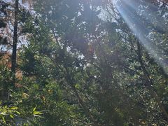 -秋霞圃