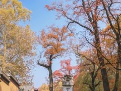 -灵谷景区