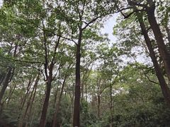 -聚龙山公园
