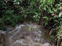 -莫里热带雨林景区