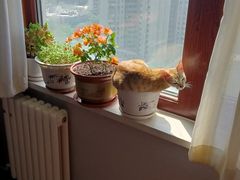 -中农国际动物医院24小时·猫科·骨科·急重症中心