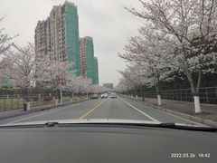 -高东镇樱花园