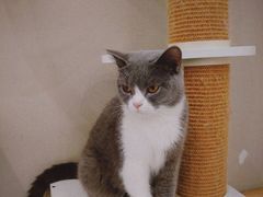 -猫域·湾主题猫咖·宠物吧(南坪城市广场店)