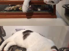 -海边的猫和咖啡馆