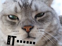 -Catmate·猫肥家润(金润铂宫店)