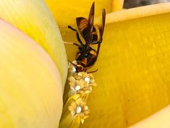 -丽江束河古镇-石莲古寺