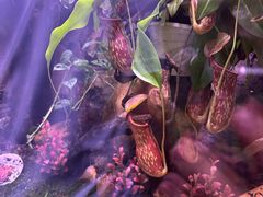 -正佳雨林生态植物园