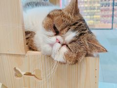 -瞄一喵猫咖(格力海岸店)