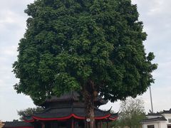 -广东圆玄道观