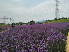 -紫颐香薰山谷景区