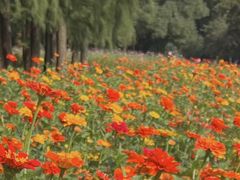 -上海共青森林公园