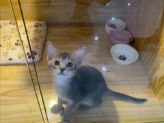 -小猫来了猫舍(福田店)