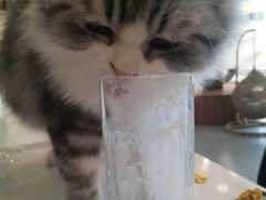 -飞行喵MR PILOT|猫舍·猫咖(静安大融城店)