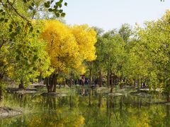 -金塔沙漠胡杨林景区