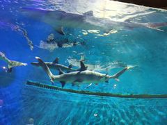 -华夏文旅海洋公园