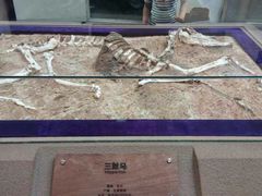 -陕西自然博物馆