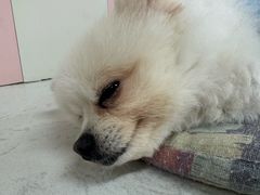 -汪说·狗咖(旺城大厦店)
