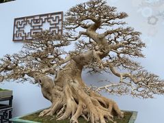 -深圳仙湖植物园