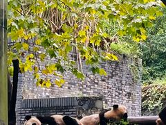 -都江堰中华大熊猫苑