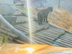 -Sirena海妖日咖夜酒