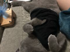 -佳怡动物医院·平价24小时·猫专科骨外科
