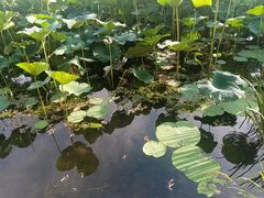 -长春市南湖公园