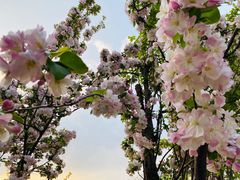 -海棠花溪(元大都城垣遗址公园)