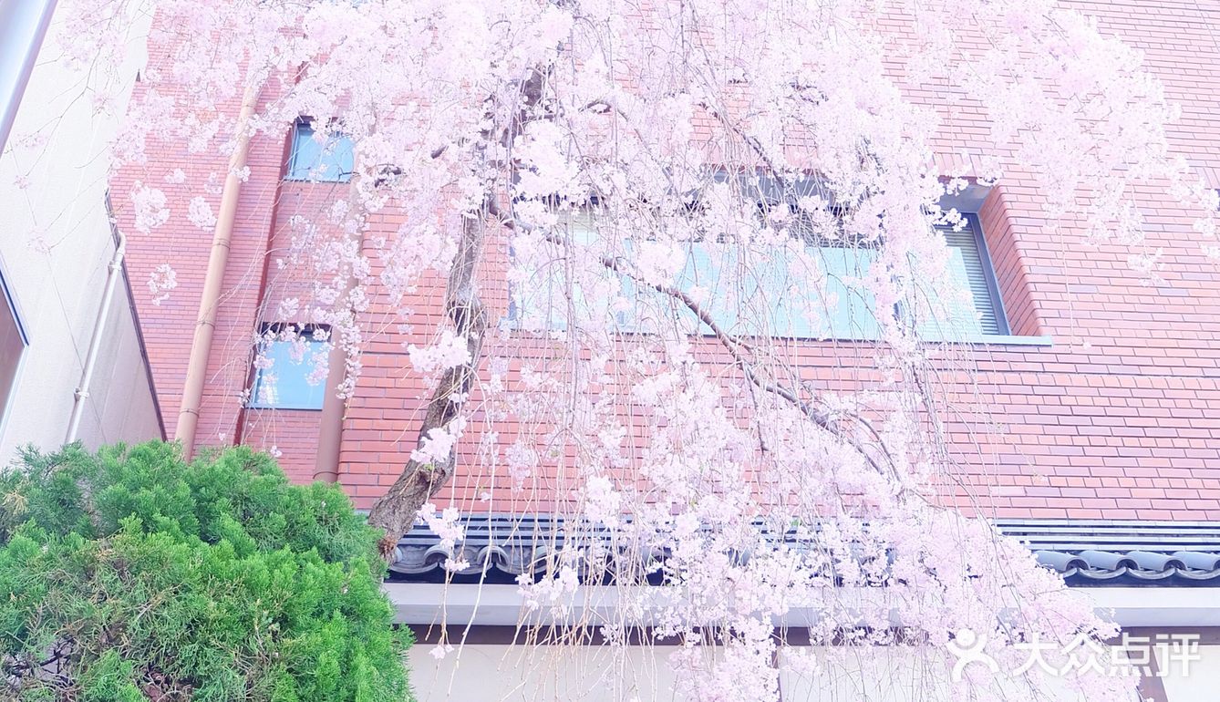 日本赏樱—春季赏花好去处🌸