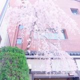日本赏樱—春季赏花好去处🌸