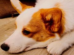-浣熊柯尔鸭土拨鼠·电玩咖