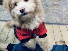 -爱贝特动物医院·猫口炎专科