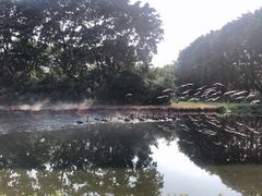 -广州长隆飞鸟乐园