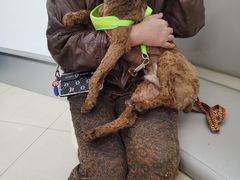 -爱侣宠医·鹦鹉专科·小型哺乳类·异宠专科(灵石路店)