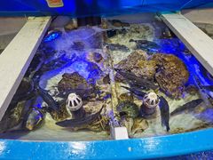 水产区-喜碧海鲜·二十年本土海鲜老字号(上排店)
