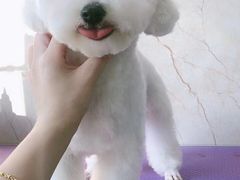 -福懋动物医院·犬猫全科·外科·重症科(杏林分院)