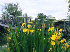 店对面的公园-八珍玉食鸡煲·打边炉(印象城店)