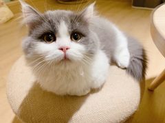 -猫腻·猫咖·撸猫馆(星光大道店)