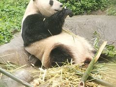 -都江堰中华大熊猫苑