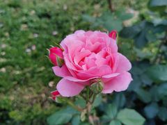 -陆家嘴中心绿地