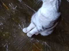 -猫猫幼稚园·撸猫·桌游·电玩