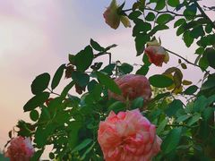 -深圳仙湖植物园