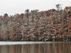 -池杉湖湿地公园