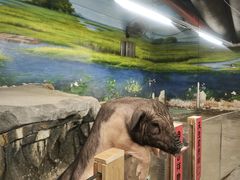 -正佳雨林生态植物园