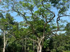 -中国科学院西双版纳热带植物园
