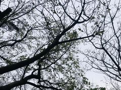 -上海佘山国家森林公园天马山园