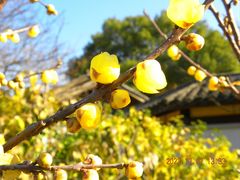 -无锡梅园公园