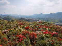 -贵州百里杜鹃风景名胜区