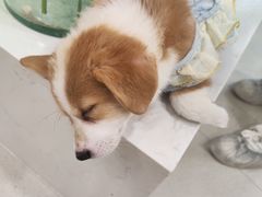 -共舞时光猫咖·狗咖(新街口店)