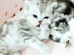 -十年猫舍·猫咪专门店(普陀店)