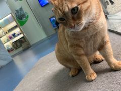 -佩兹宠物医院肿瘤专科·眼科·牙科(黄浦店)